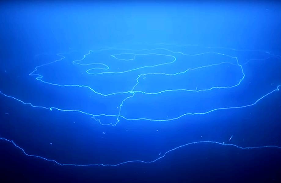 Захватывающее зрелище: дрон заснял огромную сифонофору у берегов Австралии