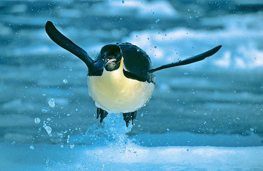 Как давно пингвины разучились летать, и кто в этом виноват