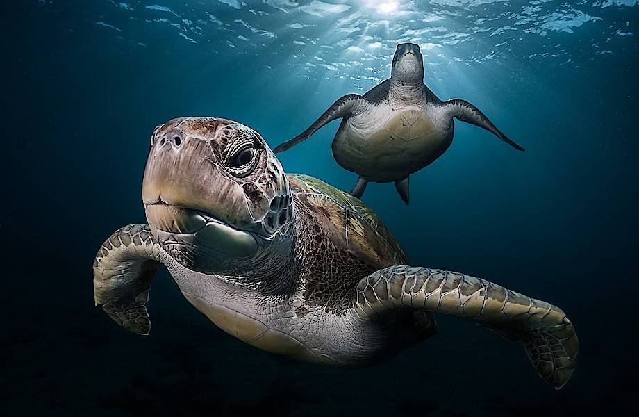 Фантастические работы одного из лучших подводных фотографов мира