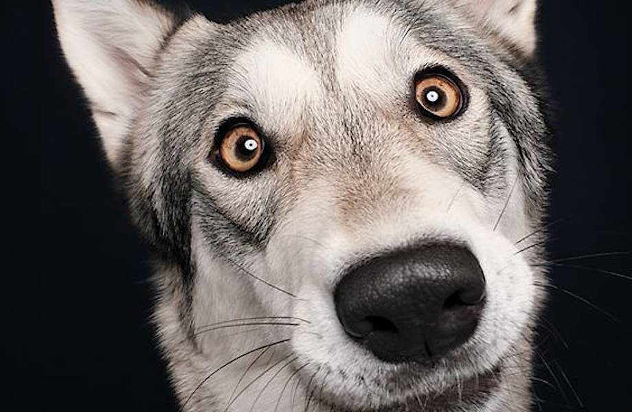 Фотограф делает очаровательные портреты любопытных собак