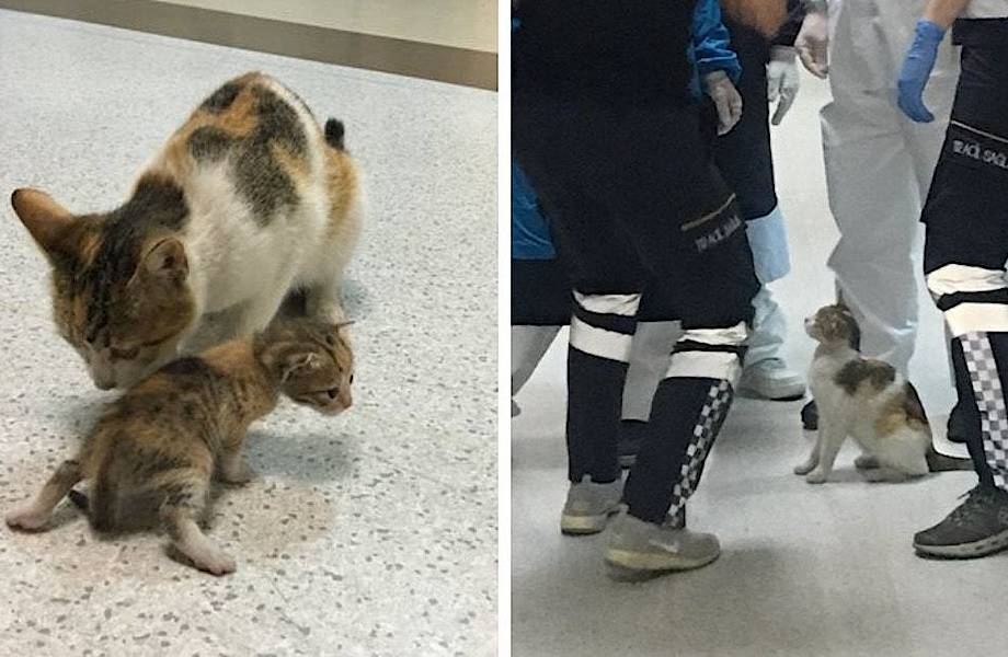 В Турции кошка принесла малыша в пункт скорой помощи, и врачи не могли им не помочь