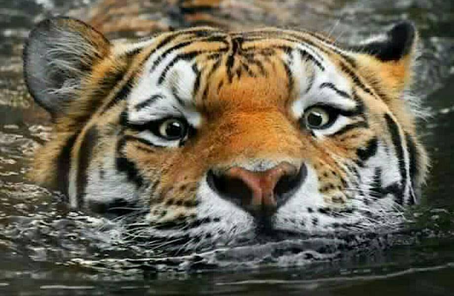 Российские тигры постоянно ходят в Китай за обедом, и даже малыши переплывают Амур 