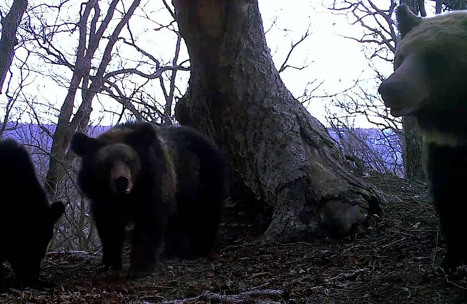 Видео: Медведи случайно развернули фотоловушку и запечатлели совсем других хищников