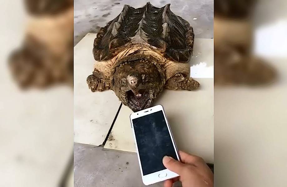 Видео: Что будет, если бросить телефон грифовой черепахе