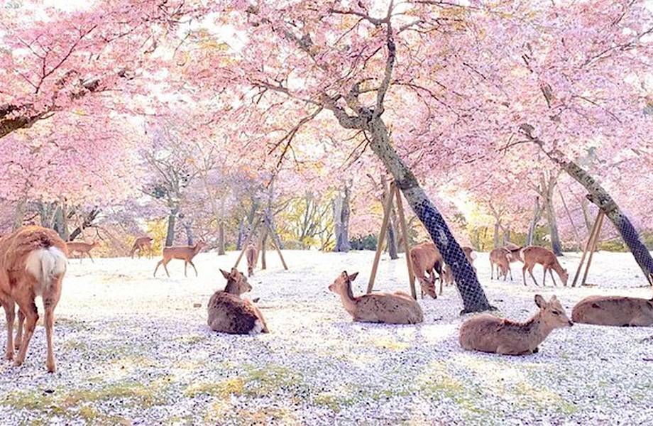 Фотограф показывает оленей, проводящих умиротворенный день в японском парке без людей