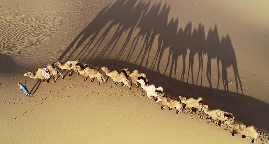 Фото дня: караван верблюдов в китайской пустыне