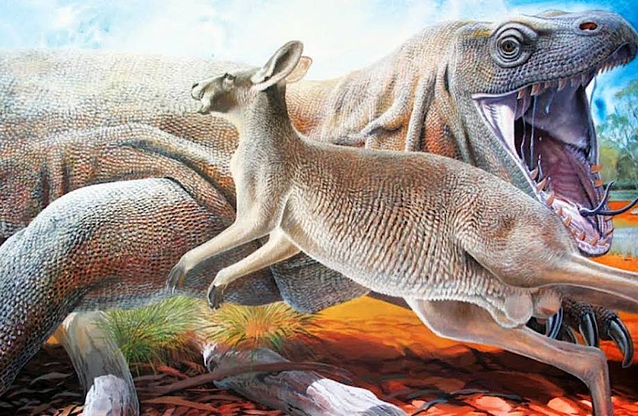 Первые австралийцы жили бок о бок с гигантскими рептилиями и кенгуру