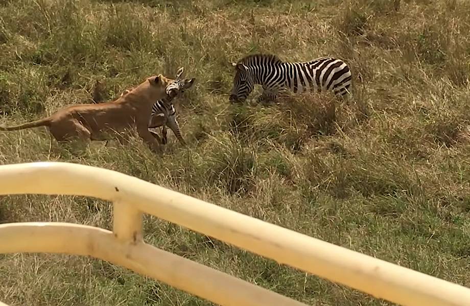 Видео: Зебра отвлекла львицу на себя, чтобы спасти детеныша