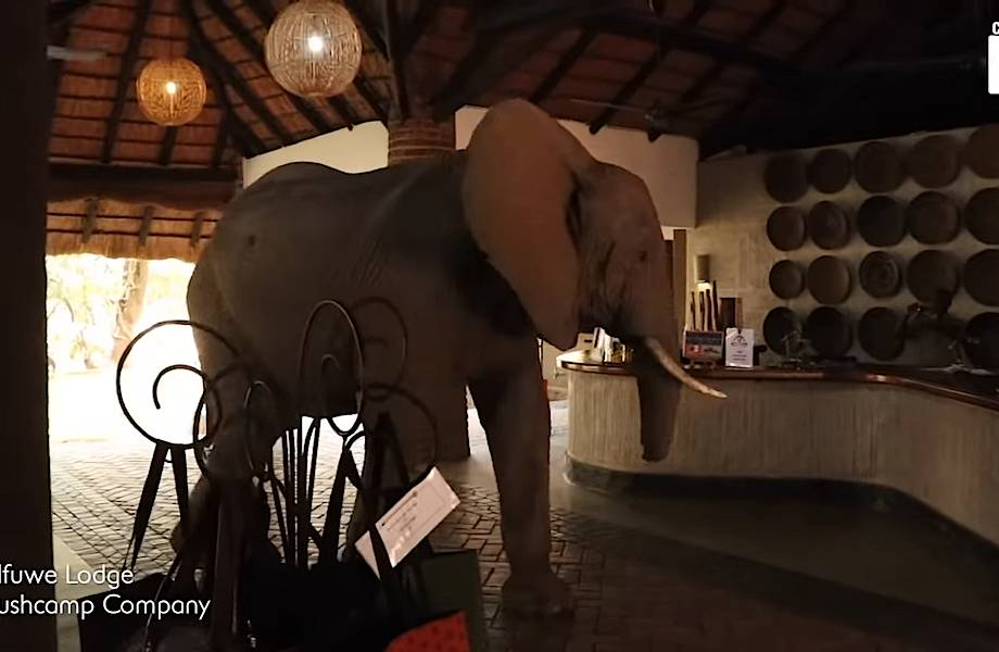 Видео: Голодный слон забрел в отель в поисках фруктов