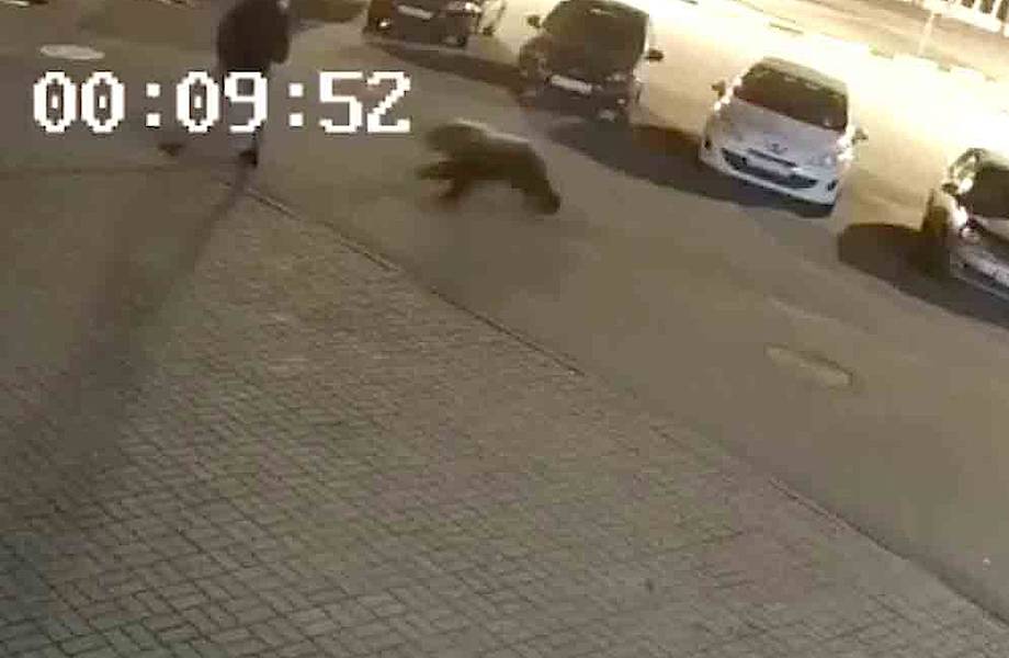 В Ярославле мужчина столкнулся с медведем прямо посреди города
