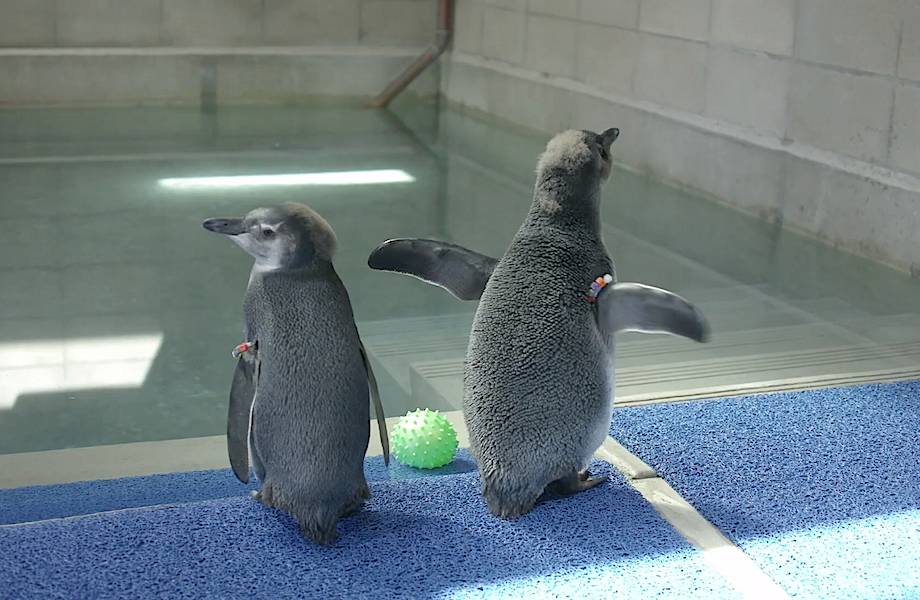 Трогательное видео о том, как пингвинята учатся плавать