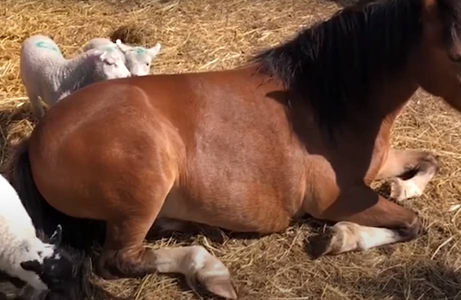 Видео: Как пони усыновила осиротевших ягнят