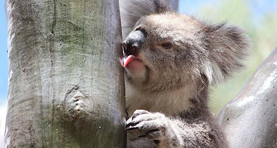 Фото дня: коала облизывает дерево