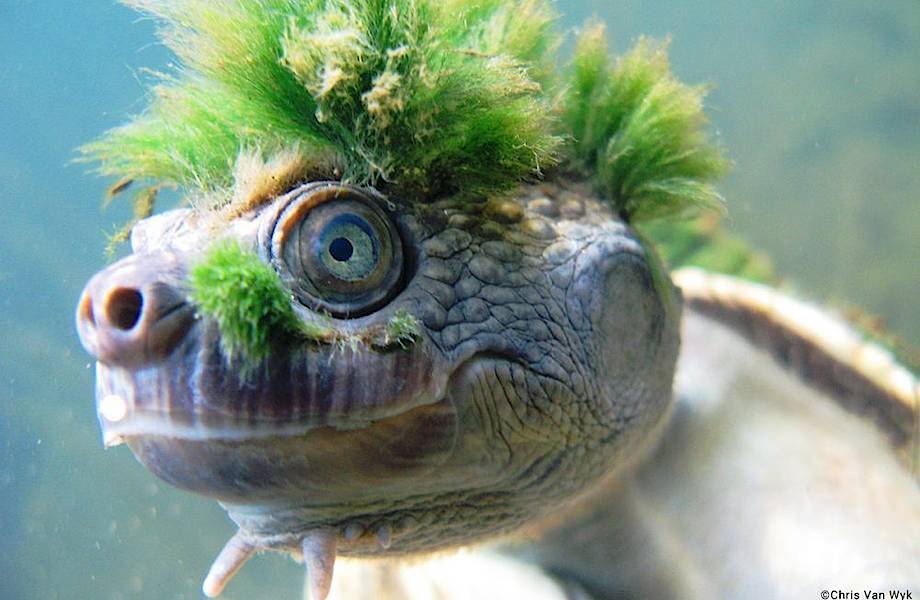 В Австралии живут необычные черепахи с зеленой шевелюрой