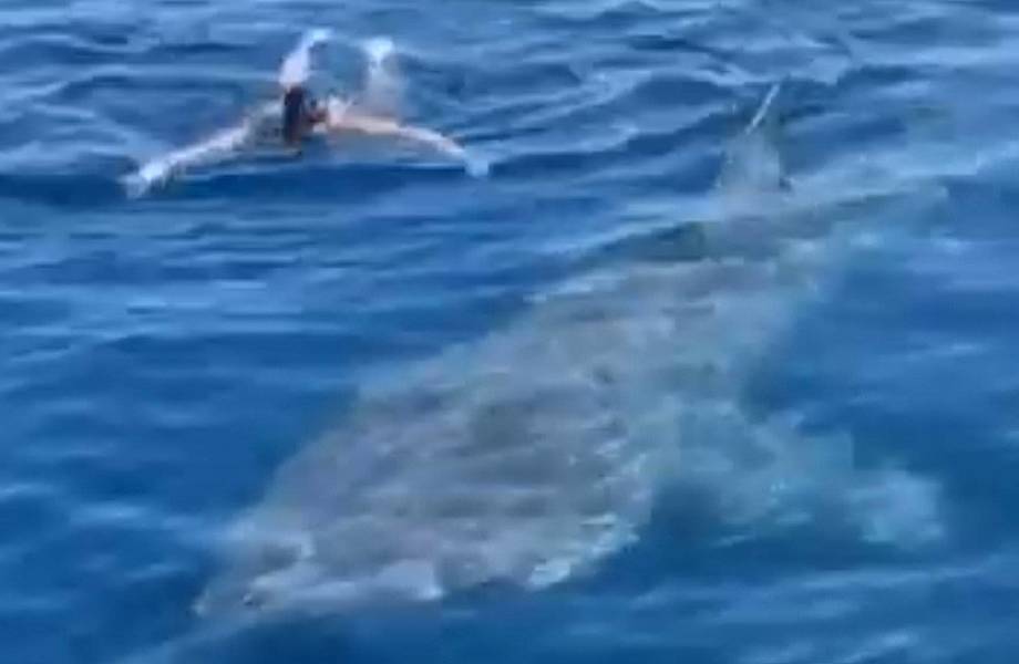 Видео: 6-метровая акула кружит вокруг пловца