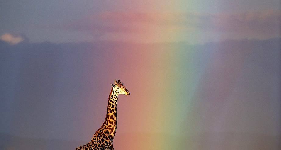 Фото дня: жираф и радуга