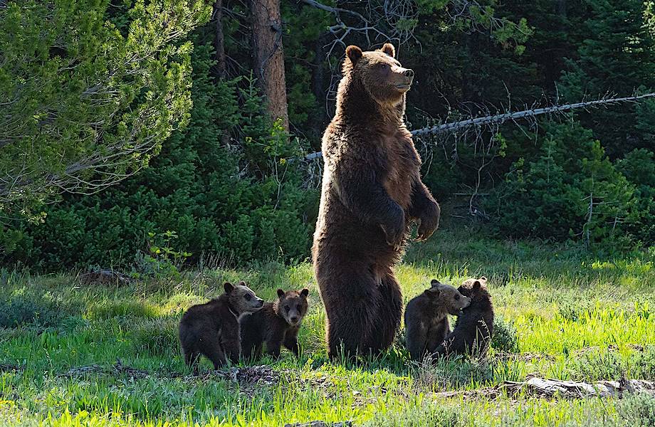Многодетное семейство: самая старая медведица Йеллоустона родила 4 медвежат