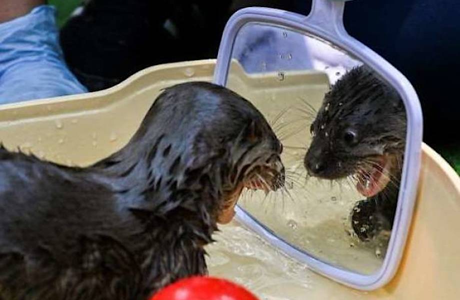 15 смешных фото о том, как животные разглядывают себя в зеркале