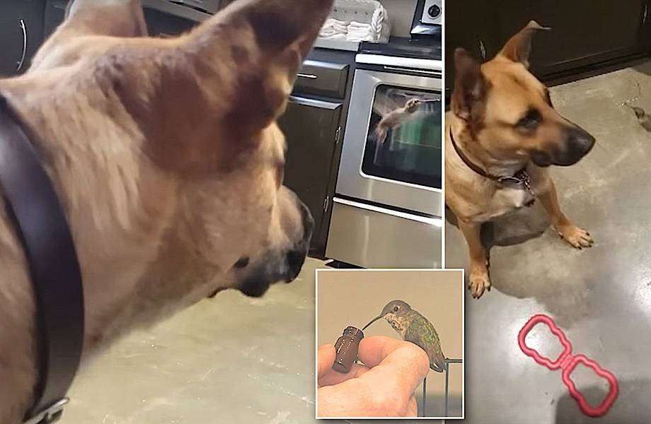 Видео: Колибри влюбилась в спасшую ее собаку и теперь не желает улетать