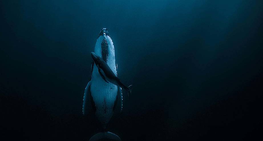 Фото дня: горбатый кит со своим детенышем