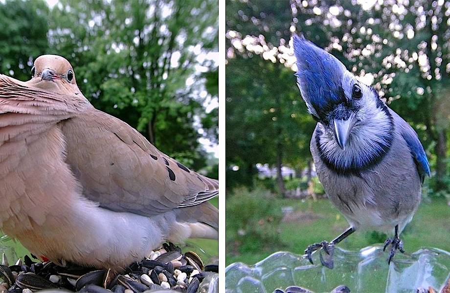 Женщина делает невероятные портреты птиц прямо у себя на заднем дворе 