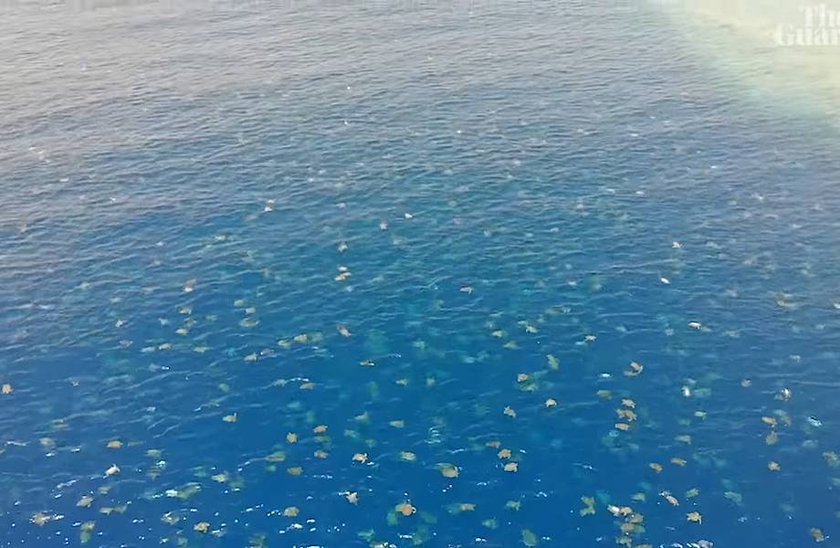 Видео: У Большого Барьерного рифа собрались полчища зеленых черепах