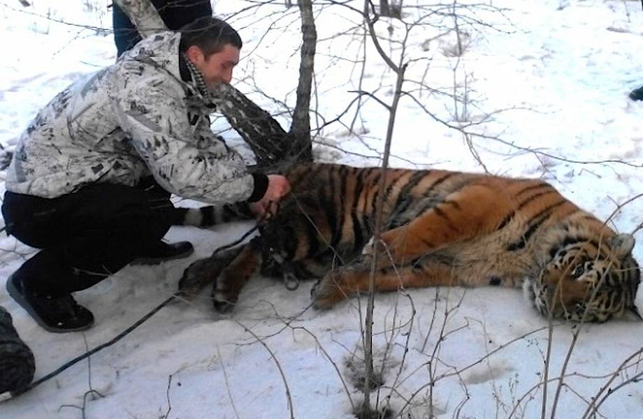 Видео: Тигр пришел к людям за помощью в надежде избавиться от петли на шее