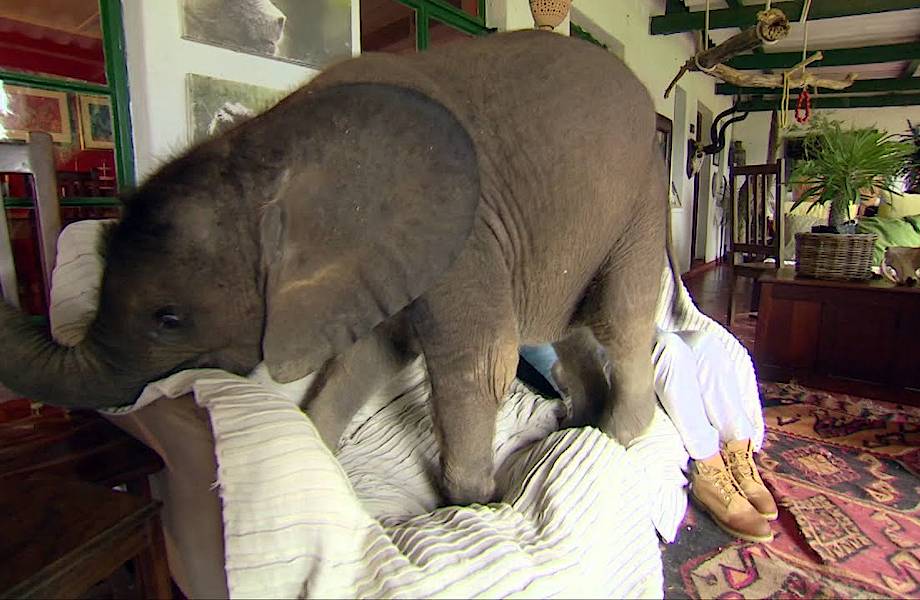 Видео: Маленький слоненок наводит в доме хаос