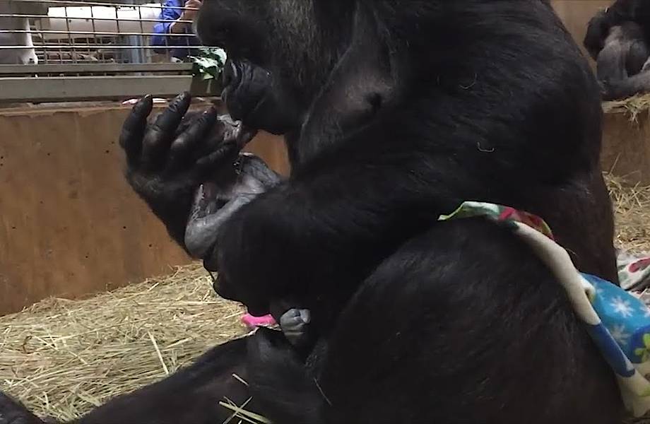 Видео: Горилла никак не может остановиться целовать своего новорожденного малыша