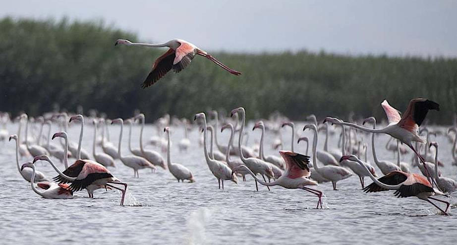 Фото дня: фламинго на озере Эбер