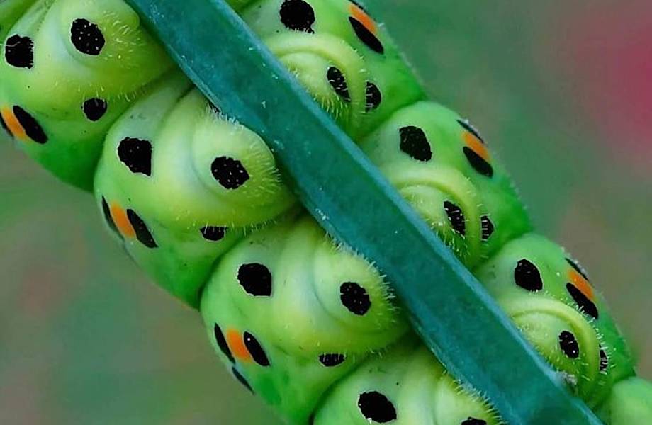 10 любопытных фото для тех, кто никогда не видел, насколько странные ноги у гусениц  
