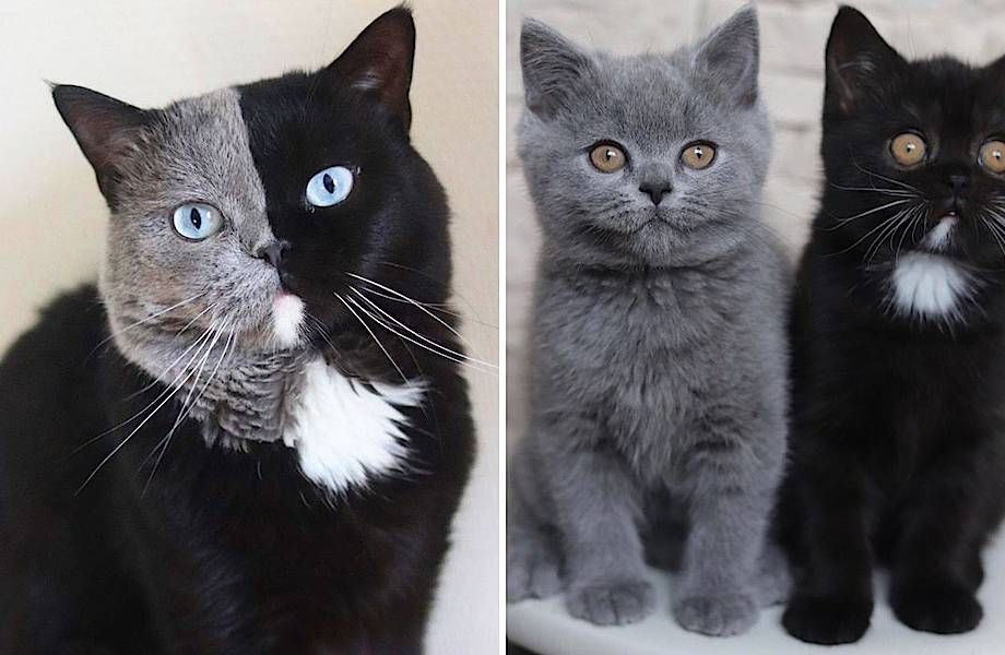 У «двуликого» кота родилась удивительная пара котят 