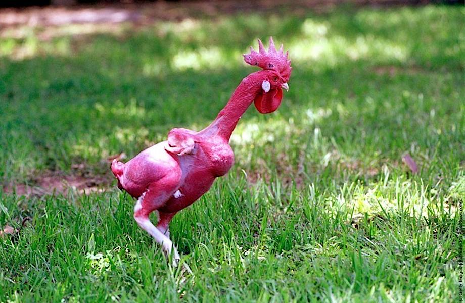 Особая порода лысых птиц: как выглядит курица без перьев