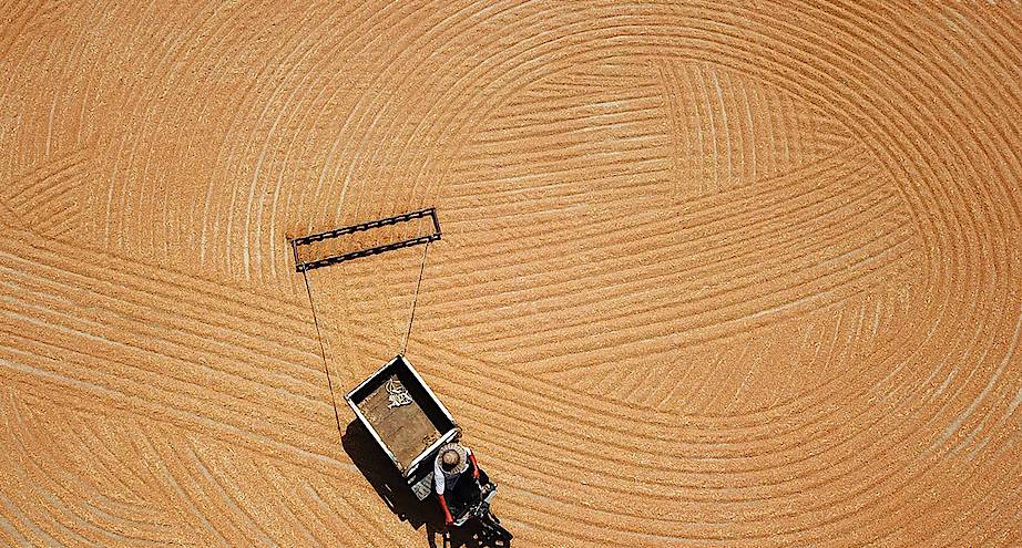 Фото дня: сушка пшеницы