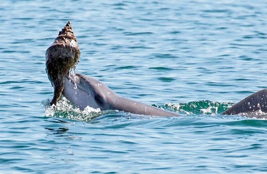Дельфины вновь удивили ученых: зачем они поднимают со дна раковины 