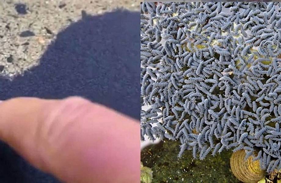 Видео: Австралийка нашла во дворе «живой песок», который оказался насекомыми