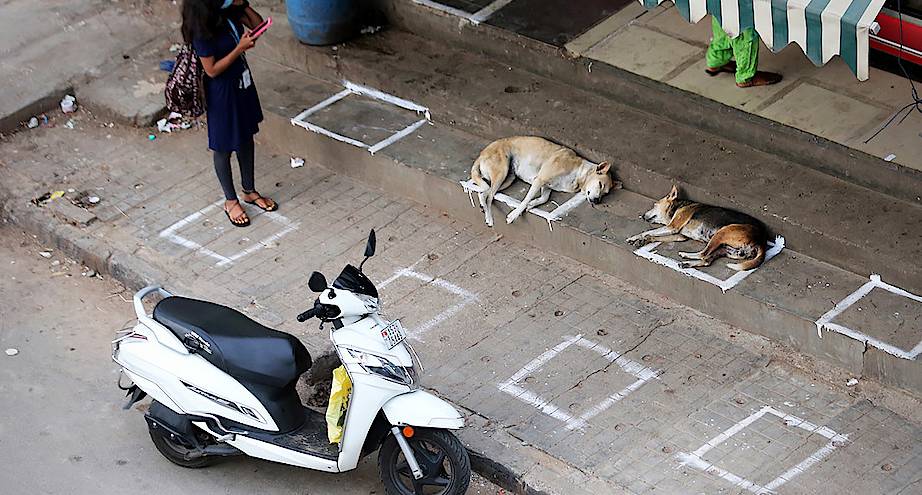 Фото дня: даже собаки соблюдают социальную дистанцию