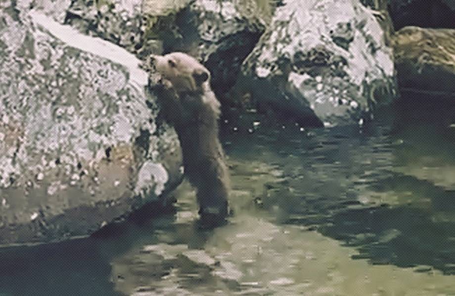 Видео: На Камчатке медвежонок впервые поплыл, чтобы найти свою маму