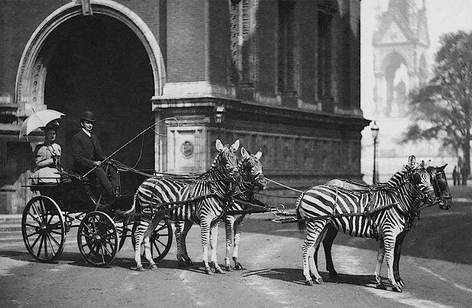 Крутые ретроснимки о том, как люди ездили на зебрах в 19 и 20 веках