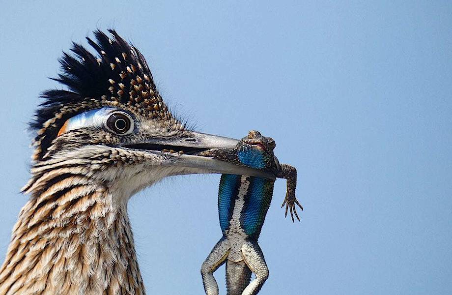 Победители фотоконкурса Audubon Photography Awards, посвященного красоте птиц