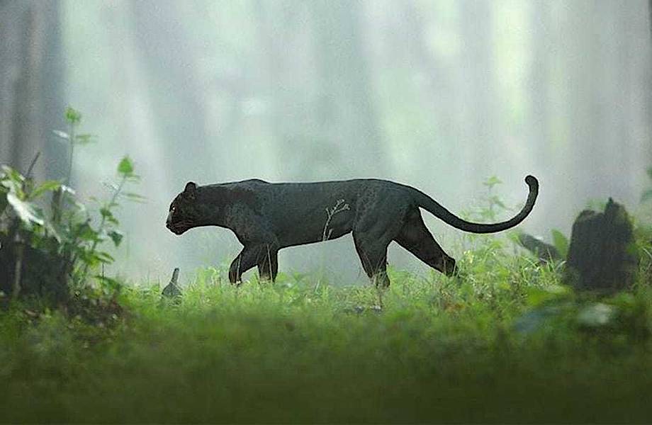 Фотограф дикой природы запечатлел редкую черную пантеру в джунглях Индии