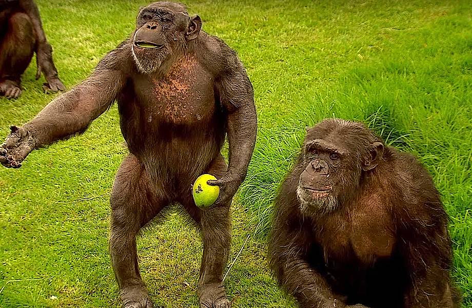 Видео: Как разговаривают шимпанзе