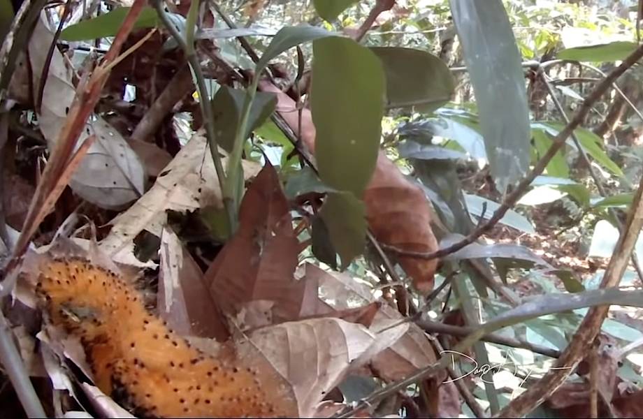 Видео: Серая аулия - птенцы, которые хотят быть гусеницами