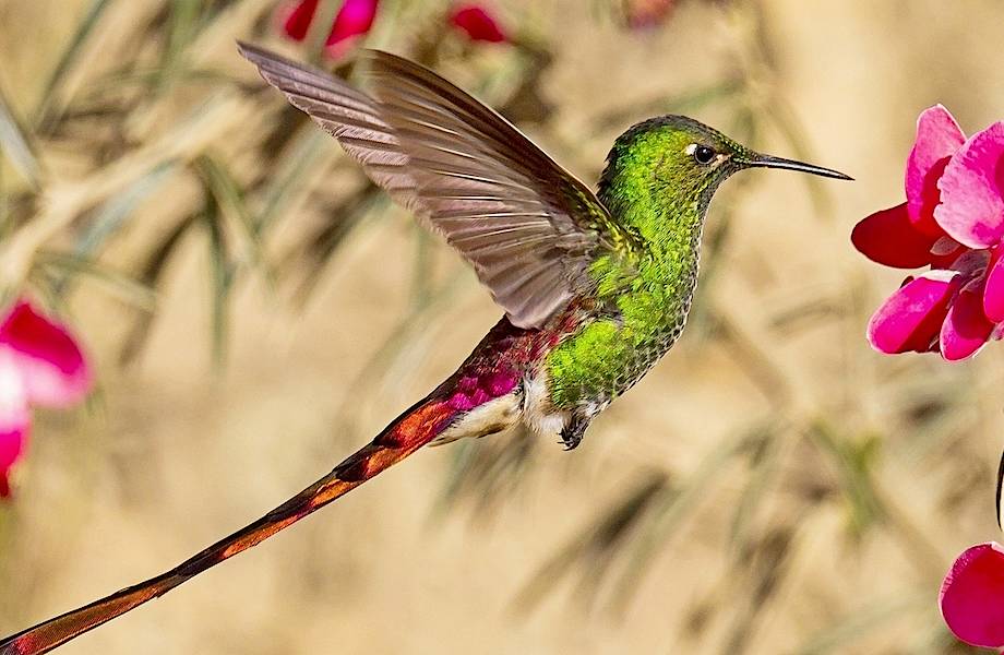 Потрясающее зрение колибри: эти птицы видят то, что не могут увидеть люди 