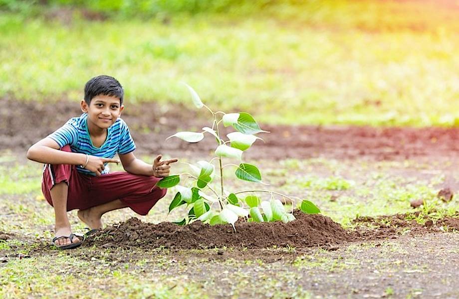 Волонтеры собрались в Индии, чтобы высадить 250 миллионов деревьев