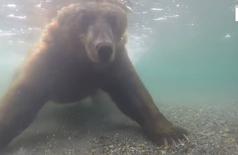 Видео: Как медведь ловит рыбу под водой