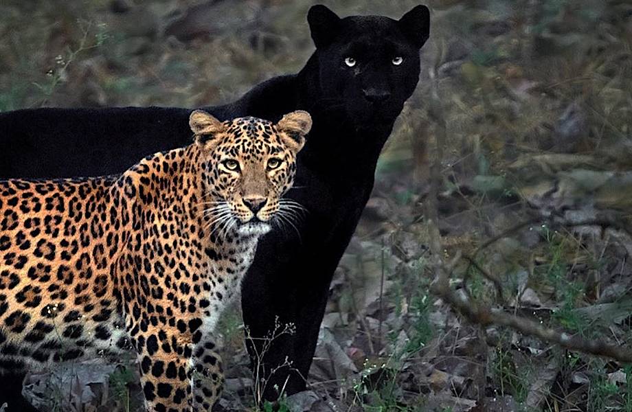 Фотограф сделал потрясающие снимки двух больших кошек в индийском заповеднике