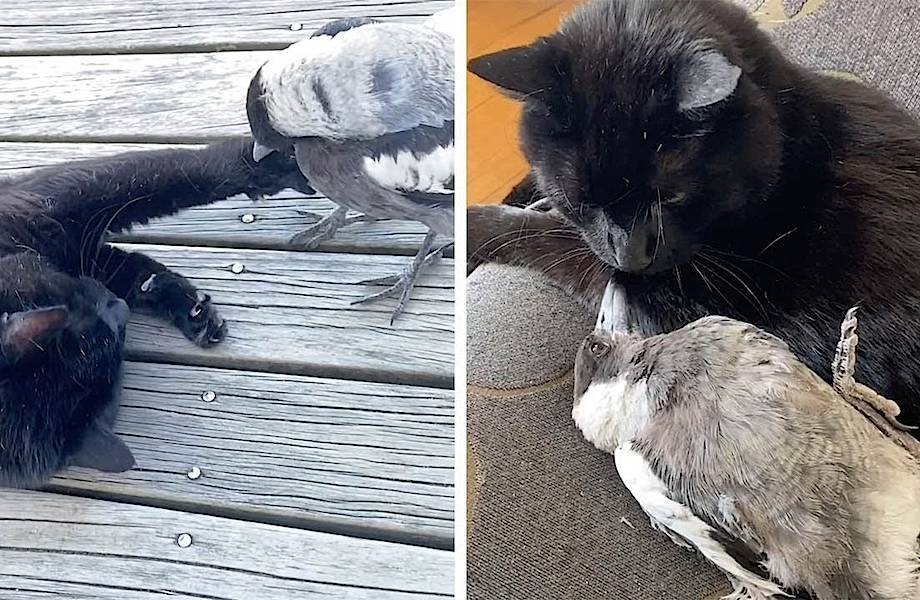 Кошка и сорока стали лучшими друзьями, после того как человек спас раненую птицу