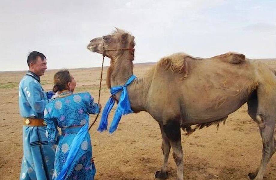 Верный верблюд прошел 100 километров по пустыне, чтобы вернуться домой