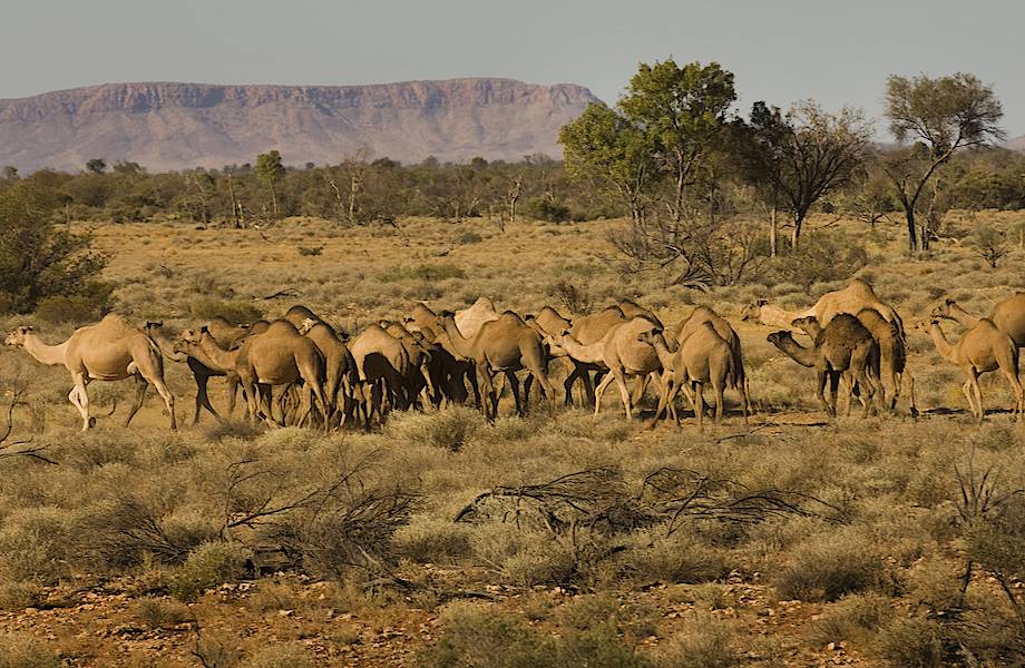 Откуда в Австралии стада диких верблюдов 